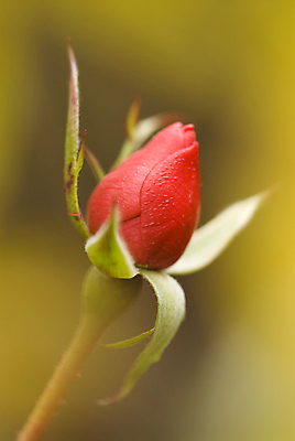 포토 JPG 해외이미지 사람없음 빨간색 물 장미 노란색 봄 신선 떨어짐 이슬 블러 해외202004 해외포토 자연요소 계절 꽃 컬러 컨셉 파일형식 이미지허브
