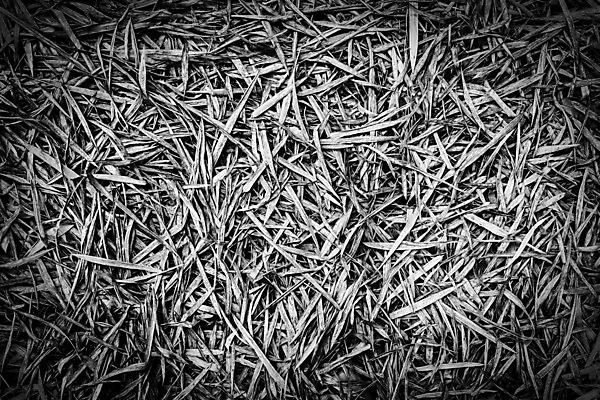 포토 JPG 해외이미지 나무 식물 계절 공원 백그라운드 잎 자연 추상 건조 사람없음 야외 여름 갈색 노란색 환경 정원 가을 숲 대나무 질감 내추럴 땅바닥 해외202004 해외포토 공공시설 컬러 무늬 바닥 생태계 파일형식 이미지허브