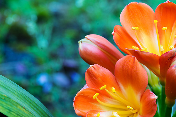 포토 JPG 해외이미지 식물 꽃잎 꽃 백그라운드 꽃무늬 오렌지 선인장 사람없음 장식 빨간색 초록색 노란색 봄 벚꽃 신선 닫기 오브젝트 날카로움 내추럴 고립 해외202004 해외포토 계절 컬러 무늬 과일 모션 파일형식 이미지허브