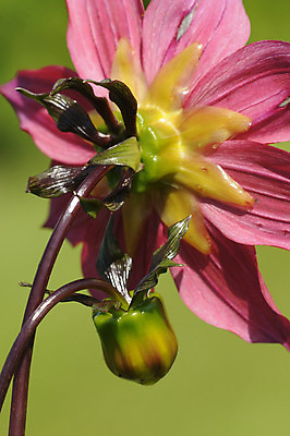 포토 JPG 해외이미지 꽃 분홍색 사람없음 초록색 여름 노란색 봄 신선 묘사 해외202004 해외포토 식물 계절 컬러 파일형식 이미지허브