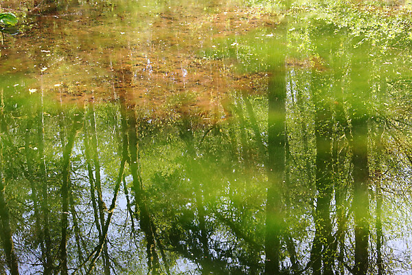 포토 JPG 해외이미지 나무 호수 하늘 이끼 사람없음 초록색 물 반사 해조류 숲 해외202004 해외포토 자연요소 식물 컬러 해양식물 파일형식 이미지허브