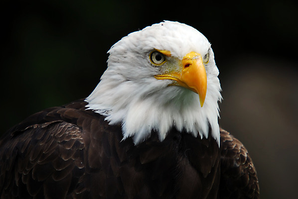 포토 JPG 해외이미지 동물 야생동물 날개 자연 조류 사람없음 노란색 미국 힘 자유 흰색 먹이 심볼 깃털 부리 독수리 대머리 사냥꾼 웅장함 해외202004 해외포토 직업 헤어스타일 컬러 컨셉 북아메리카 생태계 파일형식 이미지허브