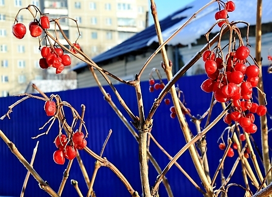 포토 JPG 해외이미지 나무 식물 계절 열매 백그라운드 크리스마스 겨울 오렌지 과일 자연 하늘 풍경 사람없음 야외 목재 장식 빨간색 파란색 컬러풀 정원 냉동 얼음 추위 가을 흰색 나뭇가지 축하 닫기 숲 서리 토론토 내추럴 옛날 눈내림 해외202004 해외포토 자연요소 기념일 컬러 컨셉 캐나다 재료 모션 눈_날씨 생태계 파일형식 이미지허브