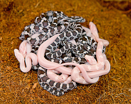 포토 JPG 해외이미지 동물 커플 야생동물 파충류 사람없음 줄무늬 둥지 해외202004 해외포토 무늬 관계 파일형식 이미지허브