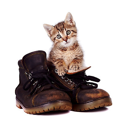 포토 JPG 해외이미지 동물 척추동물 얼굴 신발 장난 포유류 자연 수염 털 부츠 사람없음 반려동물 갈색 고양이 줄무늬 우정 회색 작음 가죽 호기심 꼬리 귀 육식동물 얼룩무늬 솜털 옛날 운동화끈 특별함 해외202004 해외포토 감정 컬러 컨셉 무늬 신체부위 친구 끈 크기 생태계 파일형식 이미지허브