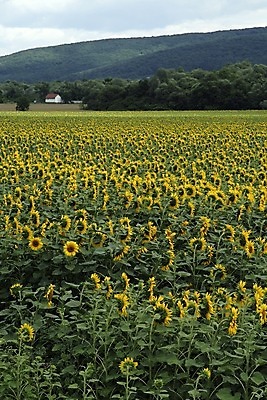 포토 JPG 해외이미지 주간 식물 꽃잎 꽃 음식 꽃무늬 농업 자연 해바라기 씨앗 사람없음 태양 농장 농경지 노란색 정원 벚꽃 광선 닫기 농부 강렬 해외202004 해외포토 자연요소 직업 산업 컬러 무늬 모션 생태계 파일형식 이미지허브
