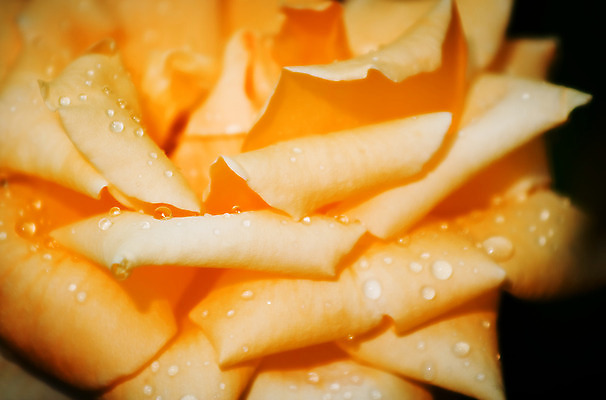 포토 JPG 해외이미지 식물 꽃잎 꽃 감정 꽃다발 꽃무늬 데이트 벽지 휴가 기념 발렌타인데이 선물 사랑 사람없음 빨간색 장미 정원 달력 벚꽃 인사 신용카드 감각 센터 메시지 우아함 닫기 달콤 편지 싱글 열정 부드러움 몽환 해외202004 해외포토 컬러 컨셉 무늬 모션 데이이벤트 금융 예절 맛 파일형식 이미지허브