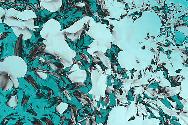 포토 JPG 해외이미지 식물 계절 꽃잎 꽃 백그라운드 잎 꽃무늬 패턴 오렌지 자연 프레임 사람없음 장식 빨간색 초록색 여름 노란색 머리 정원 봄 들꽃 벚꽃 흰색 개화 허브 싱글 고립 멀티 심기 파스텔톤 프리뮬러 벨벳 해외202004 해외포토 컬러 무늬 과일 모션 신체부위 실크 생태계 파일형식 이미지허브