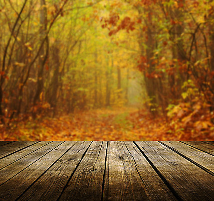 포토 JPG 해외이미지 나무 디자인 계절 공원 백그라운드 컨셉 단풍 잎 자연 벽지 탁자 바닥 아이디어 사람없음 야외 목재 초록색 빛 세트 컬러풀 햇빛 태양 환경 맑음 방 광선 가을 상품 숲 내추럴 해외202004 해외포토 자연요소 식물 공공시설 컬러 가구 재료 날씨 생태계 파일형식 이미지허브