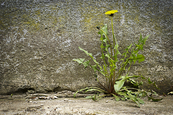 포토 JPG 해외이미지 식물 계절 꽃 잎 자연 거리 건조 사람없음 야외 노란색 환경 봄 성장 벚꽃 도시 틈 민들레 허브 싱글 생물학 뿌리 장면 길가 생태학 콘크리트 해외202004 해외포토 교육 컬러 생태계 파일형식 이미지허브