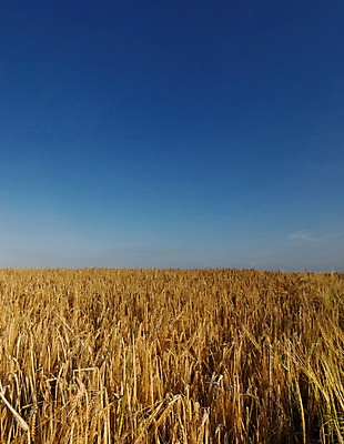 포토 JPG 해외이미지 밭 농업 하늘 사람없음 파란색 농작물 시리얼 밀 밭일 해외202004 해외포토 산업 음식 컬러 곡류 파일형식 이미지허브