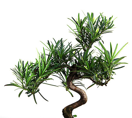 포토 JPG 해외이미지 모양 나무 식물 전통 아시아 문화 화초 백그라운드 잎 자연 미술 동양인 취미 사람없음 장식 초록색 환경 정원 일본 중국 흙 미니어처 성장 흰색 나뭇가지 소나무 도자기 냄비 작음 묘사 원예 뿌리 분재 난쟁이 고립 심기 옛날 세련 해외202004 해외포토 나라 컬러 모션 문화예술 인종 모형 솥 크기 생태계 파일형식 이미지허브