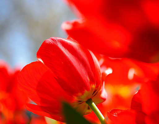 포토 JPG 해외이미지 식물 계절 공원 꽃잎 꽃 줄기 분홍색 백그라운드 잎 꽃무늬 밭 자연 하늘 부활절 발렌타인데이 사랑 사람없음 장식 빨간색 초록색 파란색 빛 컬러풀 햇빛 노란색 정원 맑음 봄 활발 튤립 벚꽃 흰색 신선 개화 8 내추럴 해외202004 해외포토 공공시설 기념일 감정 컬러 컨셉 무늬 농업 데이이벤트 날씨 태양 숫자 생태계 파일형식 이미지허브