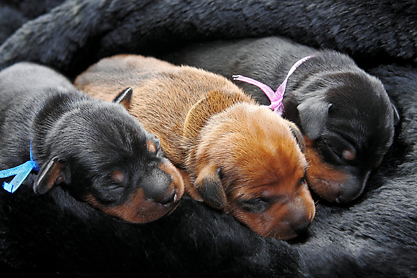 포토 JPG 해외이미지 동물 여자 남자 포유류 친절 실내 사람없음 빨간색 반려동물 검은색 활발 미니어처 관찰 개 강아지 작음 만족 노려봄 송곳니 기르기 미니 유래 해외202004 해외포토 감정 컬러 컨셉 모션 표정 사람 내부 모형 치아 크기 돌봄 파일형식 이미지허브
