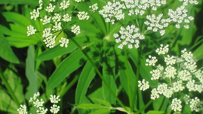 포토 JPG 해외이미지 꽃 자연 사람없음 초록색 맑음 해외202004 해외포토 식물 컬러 날씨 생태계 파일형식 이미지허브