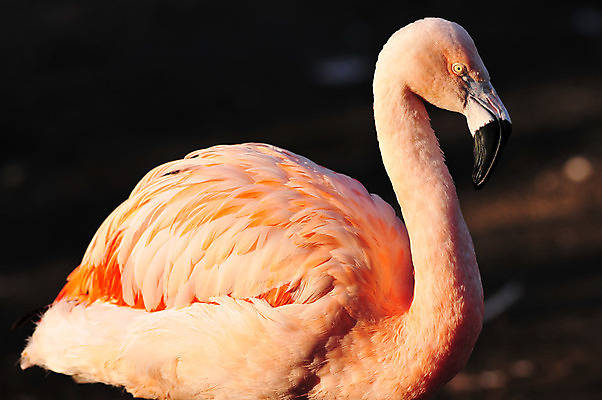 포토 JPG 해외이미지 동물 1 길 호수 야생동물 분홍색 백그라운드 아프리카 자연 조류 열대 동물원 사람없음 야외 빨간색 물 컬러풀 머리 흰색 우아함 플라밍고 깃털 기중기 싱글 부리 새장 목 단아함 마이애미 이국적 플로리다 해외202004 해외포토 자연요소 나라 컬러 컨셉 신체부위 미국 중장비 생태계 케이지 파일형식 이미지허브