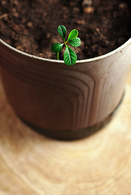 포토 JPG 해외이미지 나무 식물 계절 지구 백그라운드 컨셉 잎 밭 농업 채소 자연 하늘 새로움 씨앗 사람없음 초록색 빛 농장 새싹 일출 환경 정원 봄 성장 시골 신선 닫기 작음 허브 에코 원예 보케 생태학 세련 해외202004 해외포토 교육 산업 컬러 모션 취미 노을 크기 생태계 파일형식 이미지허브