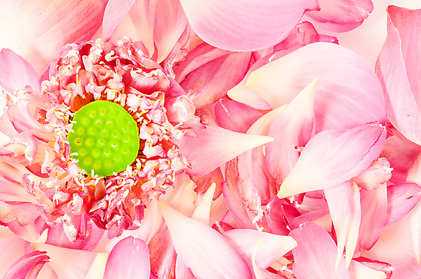 포토 JPG 해외이미지 식물 꽃잎 꽃 선 분홍색 백그라운드 꽃무늬 패턴 자연 휴식 연꽃 사람없음 물 여름 컬러풀 평화 보라색 벚꽃 흰색 개화 우아함 닫기 떨어짐 백합 수련 묘사 명상 싱글 내추럴 고립 이국적 해외202004 해외포토 자연요소 계절 컬러 컨셉 무늬 모션 생태계 파일형식 이미지허브