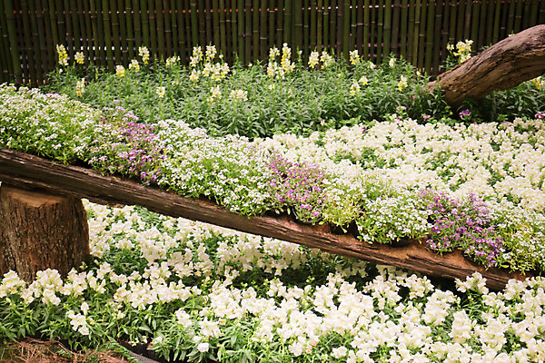 포토 JPG 해외이미지 식물 외관 음식 컨셉 잎 재료 자연 휴식 주택 프레임 건강 종류 요리 사람없음 장식 초록색 주방 정원 신선 양념 혼합 수집 지중해 민트 유기농 원예 향기 아로마 카피스페이스 해외202004 해외포토 웰빙 바다 컬러 취미 건물 공백 허브 생태계 냄새 파일형식 이미지허브