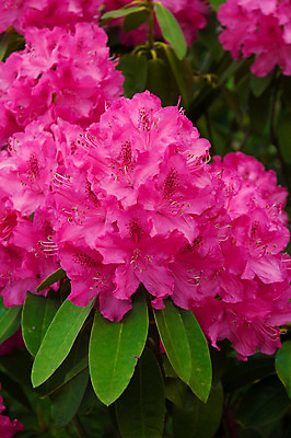 포토 JPG 해외이미지 나무 식물 계절 공원 꽃잎 꽃 분홍색 백그라운드 잎 꽃무늬 자연 사람없음 야외 장식 빨간색 초록색 컬러풀 햇빛 머리 정원 보라색 봄 활발 벚꽃 신선 개화 자주색 진달래 대만 제비꽃 원예 라일락 내추럴 해외202004 해외포토 공공시설 아시아 컬러 컨셉 무늬 취미 신체부위 태양 생태계 파일형식 이미지허브