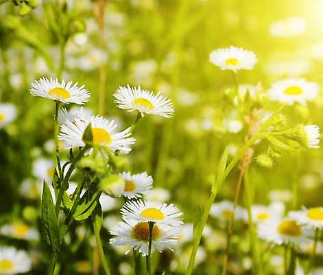 포토 JPG 해외이미지 식물 계절 꽃잎 꽃 잎 꽃무늬 패턴 밭 가족 자연 함께함 사람없음 야외 장식 초록색 여름 약 노란색 머리 정원 침묵 봄 벚꽃 흰색 침대 신선 개화 그룹 닫기 큼 허브 오브젝트 데이지 장면 영원 캐모마일 해외202004 해외포토 컬러 가구 컨셉 무늬 농업 의학 관계 모션 신체부위 소리 크기 생태계 파일형식 이미지허브