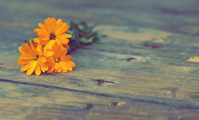 포토 JPG 해외이미지 식물 꽃잎 꽃 줄기 백그라운드 꽃무늬 오렌지 자연 사람없음 치료 초록색 여름 약 머리 정원 벚꽃 신선 개화 약초 허브 데이지 향기 내추럴 금잔화 강렬 돌봄 해외202004 해외포토 계절 컬러 무늬 과일 의학 모션 신체부위 풀_식물 생태계 냄새 파일형식 이미지허브