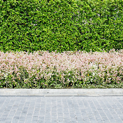 포토 JPG 해외이미지 나무 식물 공원 꽃 도로 길 분홍색 여행 백그라운드 꽃무늬 밭 자연 하늘 산 풍경 사람없음 야외 초록색 여름 컬러풀 농장 평화 정원 침묵 봄 산책 성장 벚꽃 시골 신선 소나무 닫기 오솔길 코스모스 원예 장면 내추럴 해외202004 해외포토 계절 공공시설 컬러 컨셉 무늬 농업 교통시설 모션 휴식 취미 소리 생태계 파일형식 이미지허브