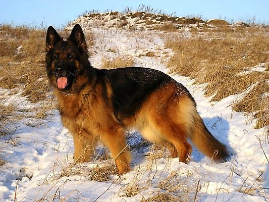 포토 JPG 해외이미지 동물 포유류 경비 사람없음 반려동물 갈색 양치기 개 위험 해외202004 해외포토 직업 컬러 컨셉 안전 보호 파일형식 이미지허브