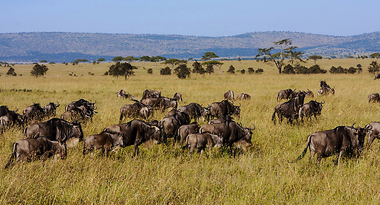 포토 JPG 해외이미지 식물 야생동물 아프리카 풍경 사람없음 초록색 파란색 달리기 갈색 그룹 군중 언덕 꼬리 영양 갈기 동물상 탄자니아 많음 해외202004 해외포토 동물 나라 컬러 컨셉 모션 사람 조형물 파일형식 이미지허브
