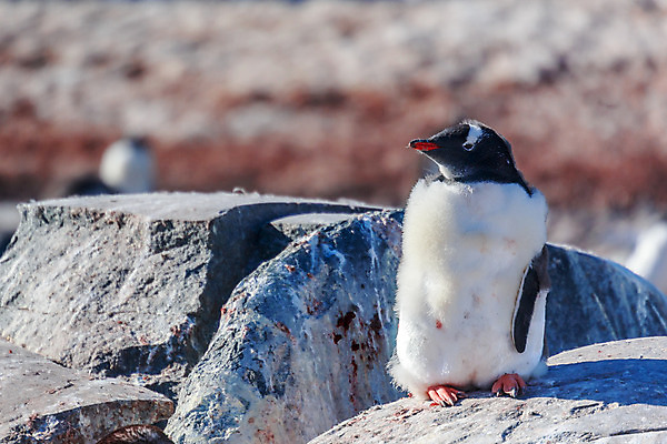 포토 JPG 해외이미지 동물 야생동물 여행 2 자연 조류 털 병아리 서기 사람없음 야외 반려동물 냉동 검은색 추위 바위 흰색 아기 황무지 작음 남극 북극 깃털 싱글 펭귄 지역 암초 남쪽 혼자 해외202004 해외포토 컬러 모션 사람 돌_바위 크기 극지방 방향 생태계 파일형식 이미지허브