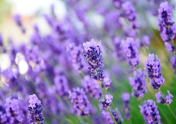 포토 JPG 해외이미지 식물 꽃 곤충 백그라운드 자연 추상 사람없음 초록색 보라색 봄 프랑스 벚꽃 허브 제비꽃 향수 묘사 향기 아로마 꽃가루 아로마테라피 라벤더 프로방스 해외202004 해외포토 동물 계절 유럽 컬러 무늬 화장품 가루 생태계 냄새 테라피 파일형식 이미지허브