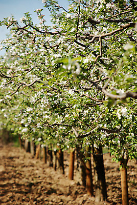 포토 JPG 해외이미지 식물 디자인 계절 꽃잎 꽃 행복 분홍색 꽃다발 백그라운드 잎 꽃무늬 자연 휴가 사람없음 야외 초록색 여름 노란색 평화 우주 정원 봄 활발 벚꽃 흰색 신선 오픈 신용카드 개화 그룹 사과 내추럴 막자 해외202004 해외포토 감정 컬러 컨셉 무늬 과일 금융 생태계 파일형식 이미지허브