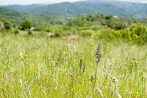 포토 JPG 해외이미지 식물 계절 꽃 유럽 여행 잎 꽃무늬 밭 자연 풍경 사람없음 야외 초록색 여름 컬러풀 햇빛 태양 환경 맑음 봄 이탈리아 들꽃 벚꽃 시골 개화 땅 지중해 언덕 유기농 데이지 내추럴 밭일 해외202004 해외포토 자연요소 웰빙 나라 바다 컬러 무늬 농업 날씨 생태계 파일형식 이미지허브