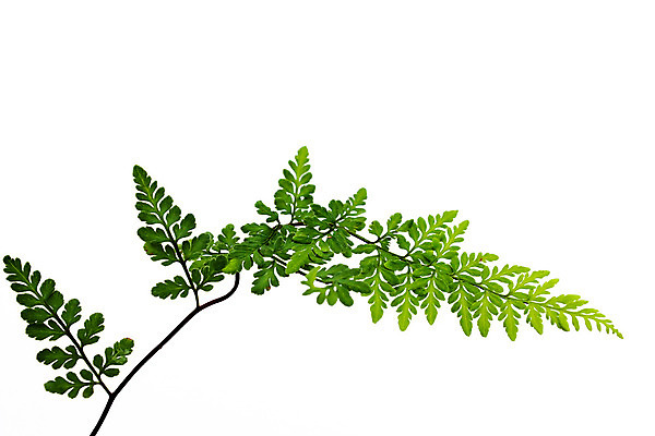 포토 JPG 해외이미지 식물 선 백그라운드 잎 자연 사람없음 초록색 우주 흰색 자르기 고립 양치류 카피스페이스 해외202004 해외포토 컬러 모션 공백 생태계 파일형식 이미지허브