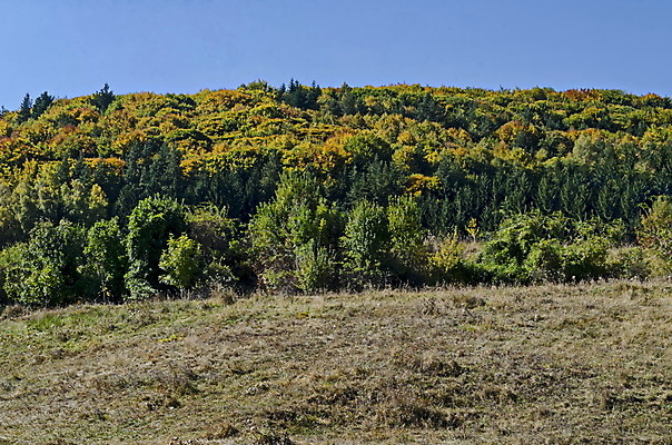 포토 JPG 해외이미지 나무 식물 계절 여행 백그라운드 낙엽 잎 오렌지 자연 하늘 산 건조 풍경 사람없음 야외 빨간색 초록색 빛 컬러풀 노란색 환경 활발 가을 숲 언덕 침엽수 내추럴 강렬 불가리아 웅장함 절정 환상 해외202004 해외포토 컬러 컨셉 과일 생태계 파일형식 남유럽 이미지허브