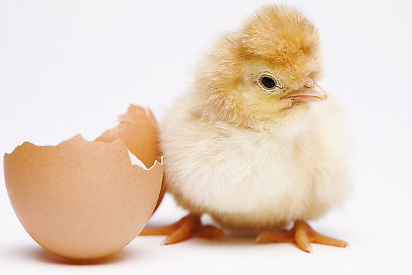 포토 JPG 해외이미지 동물 백그라운드 컨셉 농업 자연 조류 휴가 부활절 털 병아리 사람없음 초록색 반려동물 치킨 봄 활발 아기 토끼 달콤 모피 자르기 데이지 귀 부드러움 해외202004 해외포토 계절 기념일 꽃 산업 컬러 포유류 모션 사람 신체부위 감각 맛 생태계 닭고기요리 파일형식 이미지허브