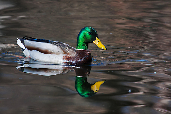 포토 JPG 해외이미지 동물 1 계절 공원 호수 야생동물 자연 조류 오리 사람없음 야외 초록색 물 강 반사 갈색 머리 수영 연못 깃털 웅덩이 물새 청둥오리 내추럴 채식주의자 해외202004 해외포토 자연요소 공공시설 컬러 신체부위 수상스포츠 생태계 채식 파일형식 이미지허브