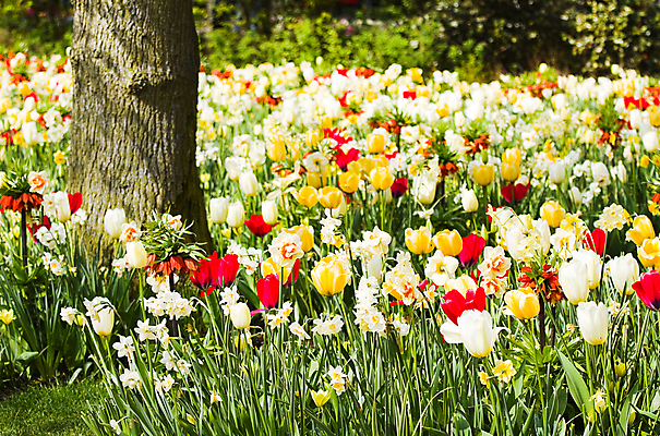 포토 JPG 해외이미지 나무 식물 계절 공원 꽃 분홍색 꽃무늬 오렌지 전구 자연 왕관 풍경 사람없음 장식 빨간색 초록색 빛 컬러풀 노란색 환경 정원 봄 튤립 벚꽃 개화 배열 향기 수선화 내추럴 밭일 그리너리 해외202004 해외포토 공공시설 컬러 무늬 과일 생태계 냄새 파일형식 트랜드컬러 이미지허브