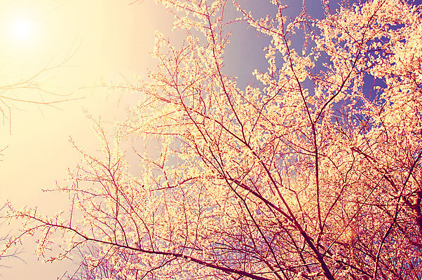 포토 JPG 해외이미지 나무 식물 계절 꽃잎 꽃 분홍색 백그라운드 잎 꽃무늬 과일 자연 벽지 부활절 새로움 사람없음 야외 초록색 빛 태양 정원 일본 봄 수확 성장 벚꽃 흰색 나뭇가지 신선 개화 체리 닫기 선택 사과 4월 부드러움 내추럴 고립 소셜네트워크 해외202004 해외포토 자연요소 기념일 아시아 컬러 컨셉 무늬 농업 모션 감각 날짜 생태계 파일형식 이미지허브