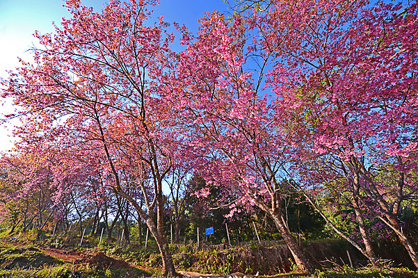 포토 JPG 해외이미지 나무 식물 계절 공원 꽃잎 꽃 아시아 도로 분홍색 백그라운드 잎 겨울 꽃무늬 태국 자연 하늘 발렌타인데이 사람없음 야외 목재 초록색 파란색 컬러풀 정원 봄 성장 벚꽃 나뭇가지 신선 체리 달콤 순수 묘사 북쪽 동쪽 내추럴 히말라야 해외202004 해외포토 공공시설 나라 길 컬러 컨셉 무늬 과일 재료 교통시설 데이이벤트 맛 방향 생태계 파일형식 산맥 이미지허브