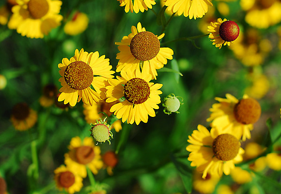 포토 JPG 해외이미지 식물 꽃잎 꽃 꽃무늬 자연 사람없음 갈색 노란색 봄 원예 해외202004 해외포토 계절 컬러 무늬 취미 생태계 파일형식 이미지허브