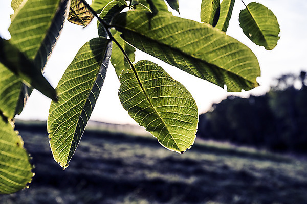 포토 JPG 해외이미지 모양 나무 식물 잎 자연 표면 사랑 사람없음 물 평화 환경 힘 활발 자유 성장 시골 시간 오픈 순수 순환 정맥 산소 강렬 영양분 완전 해외202004 해외포토 자연요소 감정 컨셉 모션 원소 생태계 혈관 파일형식 이미지허브