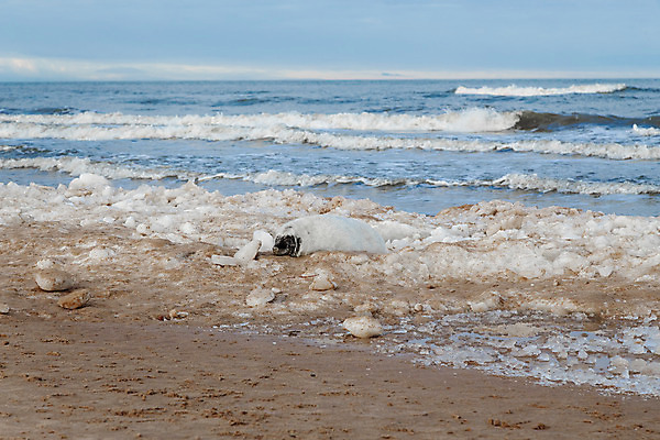포토 JPG 해외이미지 동물 얼굴 바다 섬 겨울 포유류 자연 사랑 해변 사람없음 야외 물 귀여움 환경 코트 아기 보호 물개 모래언덕 멸종 생태학 해외202004 해외포토 자연요소 계절 교육 감정 컨셉 사람 신체부위 바다동물 외투 언덕 생태계 파일형식 이미지허브