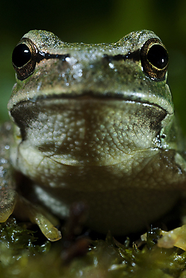 포토 JPG 해외이미지 나무 동물 척추동물 1 유럽 야생동물 백그라운드 잎 손가락 자연 개구리 양서류 사람없음 초록색 물 환경 점프 봄 나뭇가지 보호 숲 작음 묘사 오르기 멸종 두꺼비 내추럴 고립 어려움 해외202004 해외포토 자연요소 식물 손 계절 나라 컬러 컨셉 모션 크기 생태계 파일형식 이미지허브