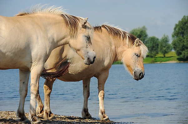 포토 JPG 해외이미지 동물 호수 야생동물 포유류 자연 사람없음 야외 물 강 개울 해외202004 해외포토 자연요소 생태계 파일형식 이미지허브