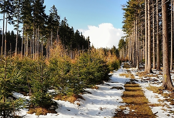 포토 JPG 해외이미지 나무 계절 여행 밭 농업 자연 하늘 풍경 사람없음 야외 초록색 여름 파란색 햇빛 태양 일출 환경 일몰 봄 시골 숲 땅 언덕 장면 체코 공화국 보헤미아 서쪽 해외202004 해외포토 자연요소 식물 유럽 나라 산업 컬러 노을 방향 생태계 파일형식 이미지허브