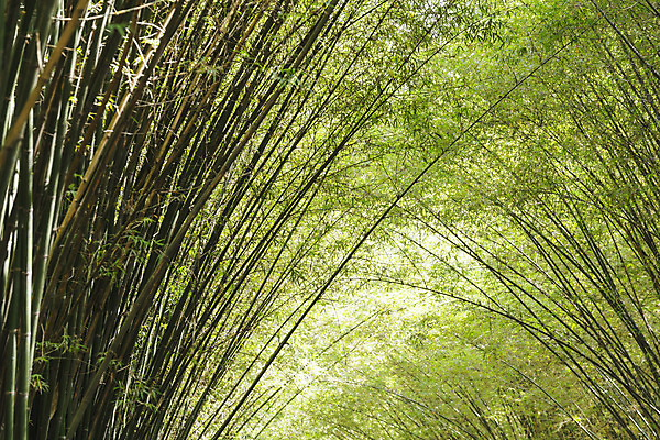 포토 JPG 해외이미지 나무 식물 아시아 문화 선 줄기 백그라운드 잎 패턴 태국 자연 벽지 동양인 사람없음 야외 목재 장식 초록색 환경 정원 일본 중국 성장 나뭇가지 신선 숲 대나무 유기농 원예 질감 내추럴 생태학 해외202004 해외포토 웰빙 교육 나라 컬러 무늬 재료 인종 취미 생태계 파일형식 이미지허브
