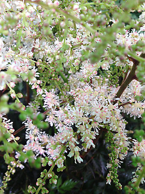 포토 JPG 해외이미지 식물 계절 꽃잎 꽃 분홍색 꽃다발 잎 꽃무늬 자연 종류 사람없음 초록색 컬러풀 정원 벚꽃 흰색 축하 신선 개화 다발 배열 유기농 향기 필라멘트 스타일 해외202004 해외포토 웰빙 컬러 컨셉 무늬 생태계 냄새 파일형식 이미지허브