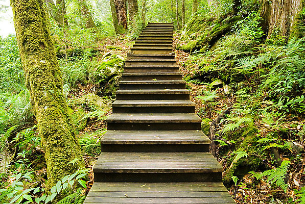 포토 JPG 해외이미지 나무 식물 계절 공원 도로 길 야생동물 줄기 여행 잎 자연 산 풍경 사람없음 야외 초록색 여름 빛 컬러풀 햇빛 평화 환경 봄 산책 꿈 산책로 하이킹 나뭇가지 시골 신선 숲 오솔길 내추럴 방법 해외202004 해외포토 동물 공공시설 컬러 컨셉 교통시설 레저 휴식 태양 생태계 파일형식 이미지허브
