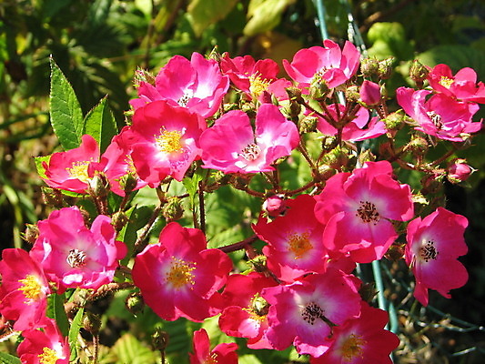 포토 JPG 해외이미지 식물 꽃잎 꽃 분홍색 사람없음 장미 정원 벚꽃 개화 해외202004 해외포토 컬러 파일형식 이미지허브